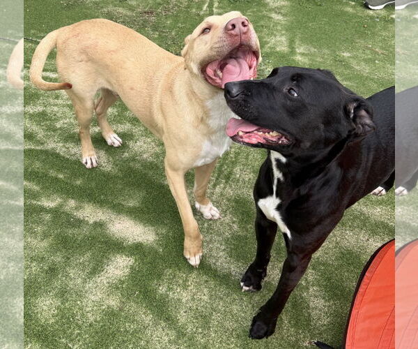 Medium Photo #6 Labrador Retriever-Unknown Mix Puppy For Sale in The Woodlands, TX, USA