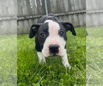Small #3 American Pit Bull Terrier Mix