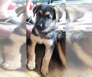 German Shepherd Dog Dogs for adoption in Kansas City, MO, USA