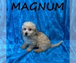 Small #2 YorkiePoo
