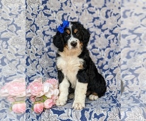Bernedoodle Puppy for sale in DELTA, PA, USA