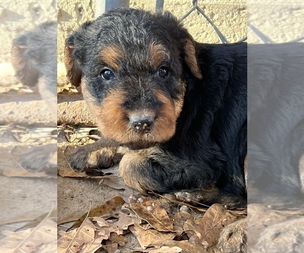 Medium Photo #4 Airedale Terrier Puppy For Sale in GILMER, TX, USA