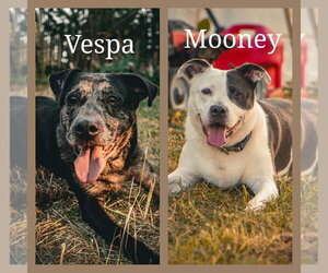 Mutt Dogs for adoption in Crystal, MN, USA