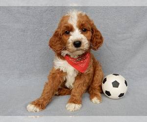 Goldendoodle Puppy for Sale in MILLERSBURG, Ohio USA