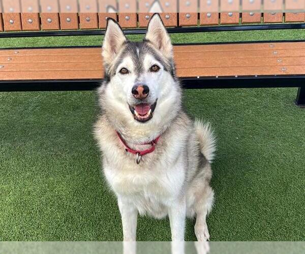 Medium Photo #2 Siberian Husky Puppy For Sale in Orange, CA, USA