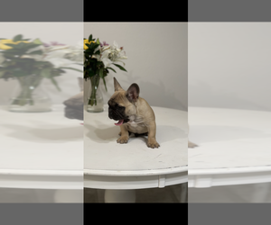 French Bulldog Puppy for sale in RIVERSIDE, CA, USA