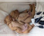 Small #6 Vizsla