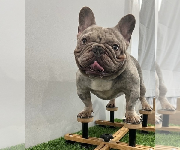 Medium Photo #1 French Bulldog Puppy For Sale in CLIFTON, NJ, USA