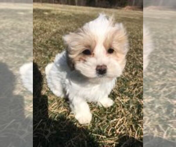 Medium Photo #1 Maltipoo Puppy For Sale in IRVINGTON, KY, USA