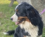 Small #6 Bernese Mountain Dog