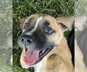 Black Mouth Cur-Unknown Mix Dogs for adoption in Lee's Summit, MO, USA