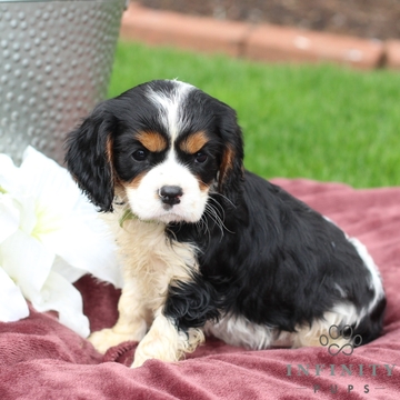 View Ad: Cavalier King Charles Spaniel Puppy for Sale near Pennsylvania ...