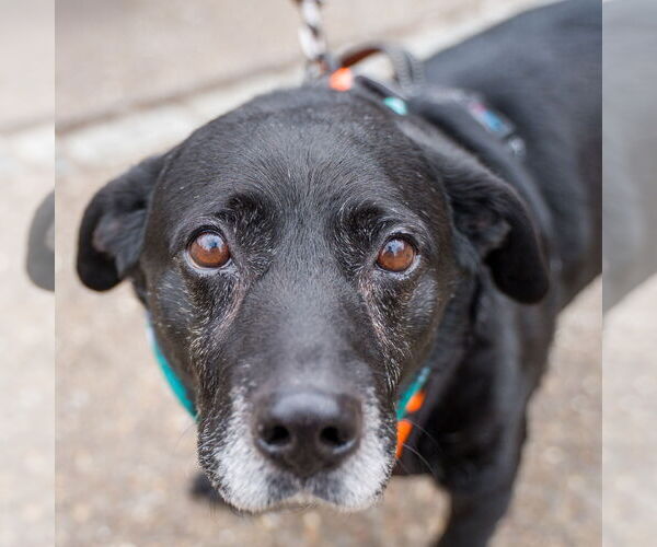 Medium Photo #1 Labbe Puppy For Sale in Shermans Dale, PA, USA