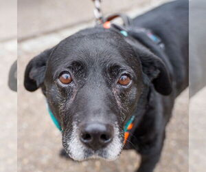 Labbe Dogs for adoption in Shermans Dale, PA, USA