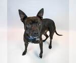 Small #4 Boxer Mix