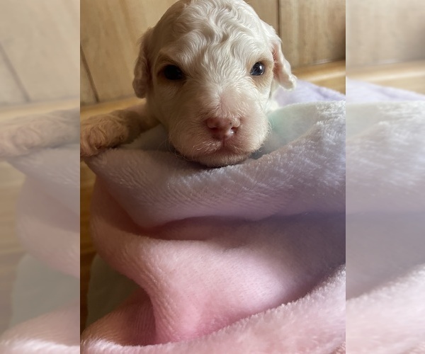 Medium Photo #17 Cavapoo Puppy For Sale in LAFAYETTE, TN, USA