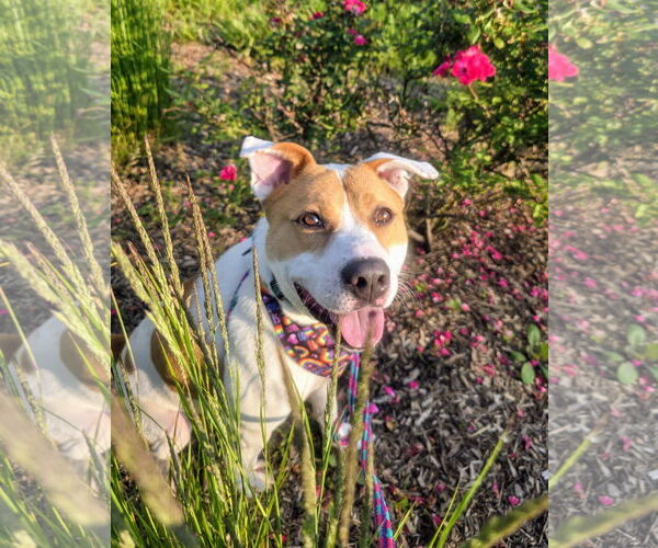 Medium Photo #18 Akita-Labrador Retriever Mix Puppy For Sale in Rockaway, NJ, USA
