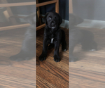 Small Photo #12 Shepradors Puppy For Sale in BELLEFONTE, DE, USA