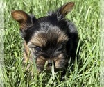 Small #3 Yorkshire Terrier