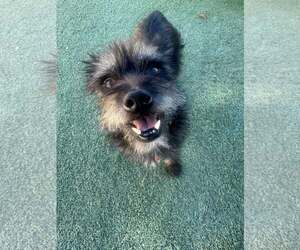 Mutt Dogs for adoption in Tempe , AZ, USA