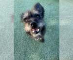 Small Mutt