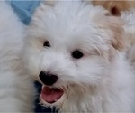 Small Photo #2 Havanese Puppy For Sale in FENTON, MO, USA