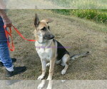 Small #2 German Shepherd Dog