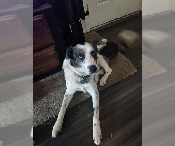 Medium Photo #1 Australian Shepherd-Unknown Mix Puppy For Sale in Ogden, UT, USA