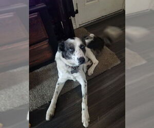 Australian Shepherd-Unknown Mix Dogs for adoption in Ogden, UT, USA