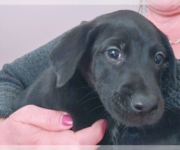 Medium Photo #1 German Shepherd Dog-Greyhound Mix Puppy For Sale in FREDERICK, MD, USA