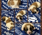 Small Photo #2 Zuchon Puppy For Sale in HOHENWALD, TN, USA