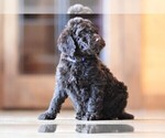 Small Photo #3 Poodle (Standard) Puppy For Sale in STANLEY, VA, USA
