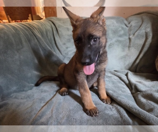 Medium Photo #12 Australian Shepherd-German Shepherd Dog Mix Puppy For Sale in HILLSDALE, MI, USA