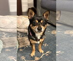 Blaze - Male Chihuahua-Unknown Mix Dog for Adoption - Small photo