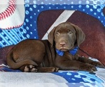 Small Photo #3 Labrador Retriever Puppy For Sale in KINZERS, PA, USA