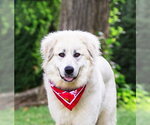 Small #4 Great Pyrenees Mix