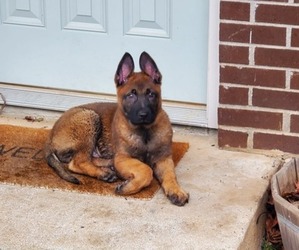 Malinois Puppy for sale in VANCOUVER, WA, USA