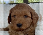 Puppy Adrian Goldendoodle mix (+ Poodle Miniature)