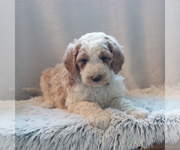Medium Photo #5 Goldendoodle-Poodle (Standard) Mix Puppy For Sale in KINZERS, PA, USA