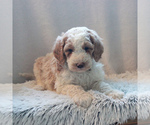 Small Photo #5 Goldendoodle-Poodle (Standard) Mix Puppy For Sale in KINZERS, PA, USA