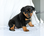 Small Photo #5 Rottweiler Puppy For Sale in EAST EARL, PA, USA
