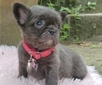 Small Photo #8 French Bulldog Puppy For Sale in ANDERSONVILLE, TN, USA