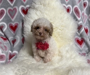 Poodle (Toy) Puppy for sale in JEFFERSONVILLE, IN, USA