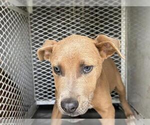 Mutt Dogs for adoption in Bakersfield, CA, USA