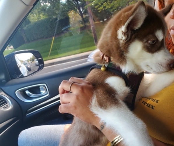 Medium Photo #6 Siberian Husky Puppy For Sale in BOWIE, MD, USA