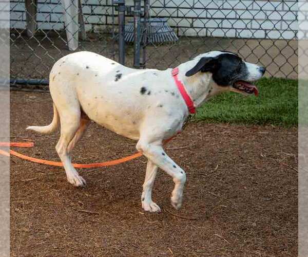 Medium Photo #4 Pointer-Unknown Mix Puppy For Sale in Kennesaw, GA, USA
