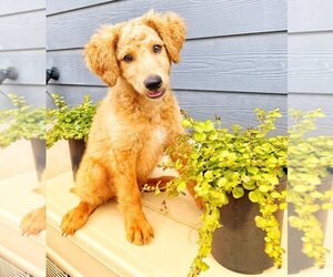 Goldendoodle (Miniature) Puppy for sale in AUSTIN, TX, USA