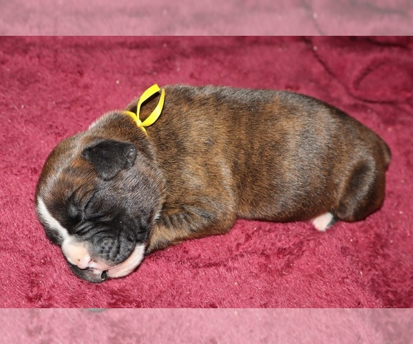 Medium Photo #1 Boxer Puppy For Sale in HOPKINS, MI, USA