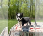 Small Photo #25 Pomsky Puppy For Sale in DRACUT, MA, USA