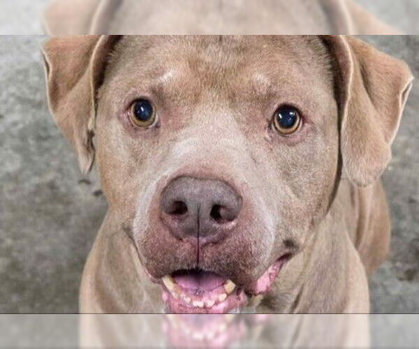 Medium Photo #3 American Pit Bull Terrier Puppy For Sale in Rockaway, NJ, USA